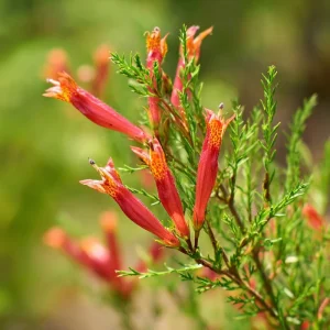 Standing Cypress Seeds – Ipomopsis rubra 200 Seeds | Fiery Red Spires | Pollinator Favorite - Image 2