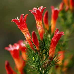 Standing Cypress Seeds – Ipomopsis rubra 200 Seeds | Fiery Red Spires | Pollinator Favorite - Image 1