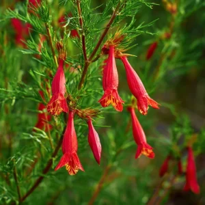 Standing Cypress Seeds – Ipomopsis rubra 200 Seeds | Fiery Red Spires | Pollinator Favorite - Image 3