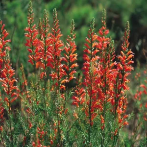 Standing Cypress Seeds – Ipomopsis rubra 200 Seeds | Fiery Red Spires | Pollinator Favorite - Image 4