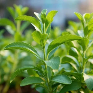 Stevia Sugar Leaf Seeds - 50 Heirloom Natural Sweetener Plant Seeds - Image 3
