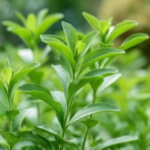Stevia Sugar Leaf Seeds - 50 Heirloom Natural Sweetener Plant Seeds - Image 4