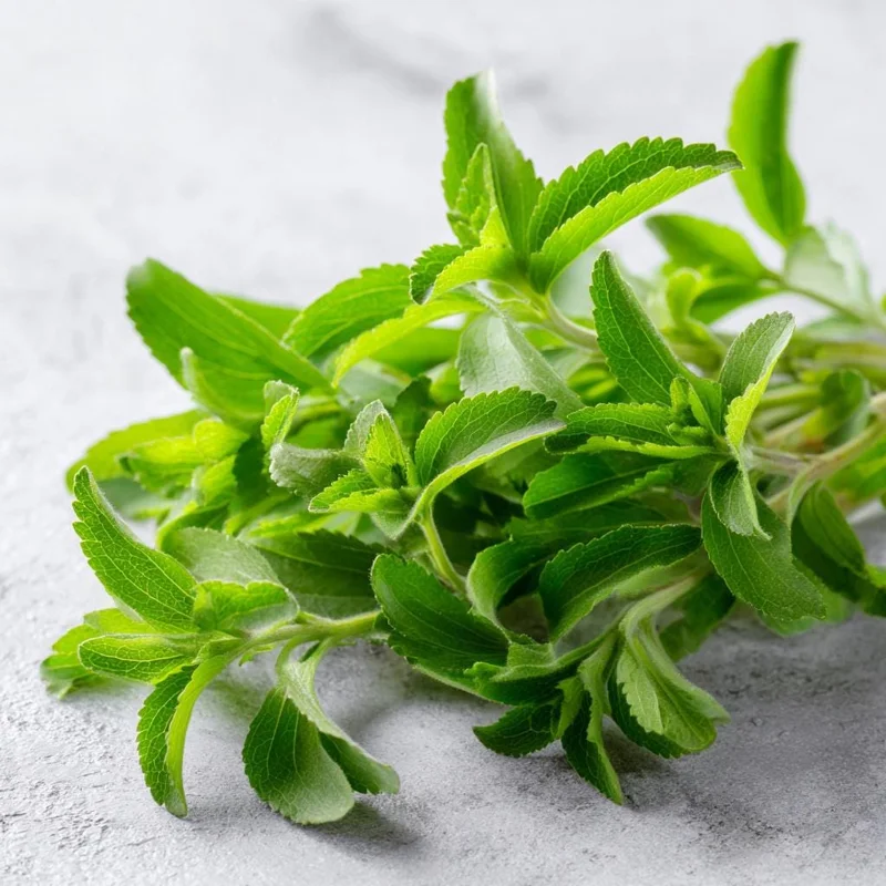 Stevia Sugar Leaf Seeds - 50 Heirloom Natural Sweetener Plant Seeds - Image 1