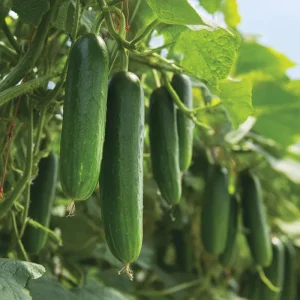 Straight Eight Cucumber Seeds - 50 Seeds - Classic Long Crisp Cucumbers for Gardens - Image 4
