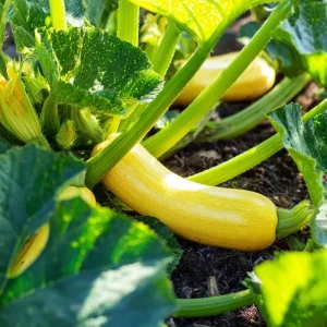 Straightneck Summer Squash Seeds - 50 Heirloom Seeds - Cucurbita Pepo - Easy Grow - Image 4