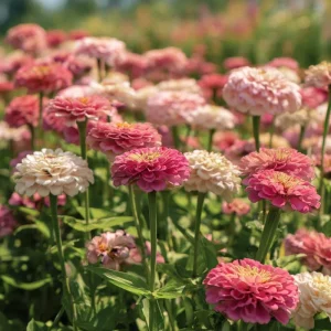 Strawberries and Cream Zinnia Seeds - 100 Count, Bi-Color Flowers, Easy-to-Grow - Image 2