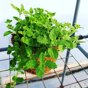 Strawberry Mint Live Plant - 4 inch Tall Potted Herb, Indoor/Outdoor - Image 2