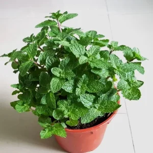 Strawberry Mint Live Plant - 4 inch Tall Potted Herb, Indoor/Outdoor - Image 3