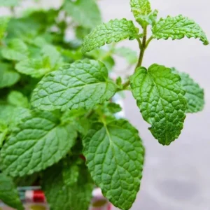 Strawberry Mint Live Plant - 4 inch Tall Potted Herb, Indoor/Outdoor - Image 4