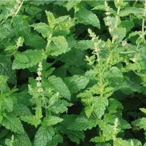 Strawberry Mint Live Plant - 4 inch Tall Potted Herb, Indoor/Outdoor - Image 5