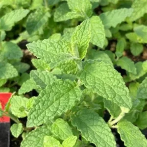 Strawberry Mint Live Plant - 4 inch Tall Potted Herb, Indoor/Outdoor - Image 6