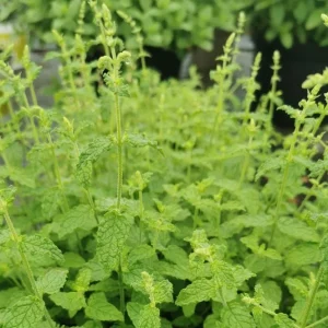 Strawberry Mint Live Plant - 4 inch Tall Potted Herb, Indoor/Outdoor - Image 7