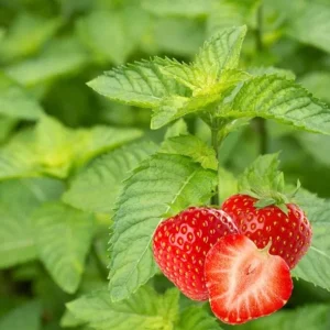 Strawberry Mint Live Plant - 4 inch Tall Potted Herb, Indoor/Outdoor - Image 1