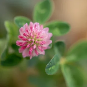 Strawberry Palestine Clover Seeds - 800 Heirloom Trifolium for Soil & Forage - Image 2