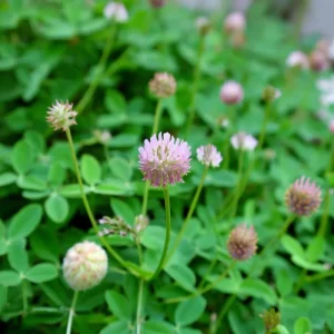 Strawberry Palestine Clover Seeds - 800 Heirloom Trifolium for Soil & Forage - Image 3