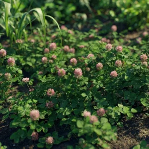 Strawberry Palestine Clover Seeds - 800 Heirloom Trifolium for Soil & Forage - Image 4