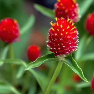 Strawberry Red Gomphrena Seeds - 25 Vibrant Globe-Shaped Blooms - Image 2
