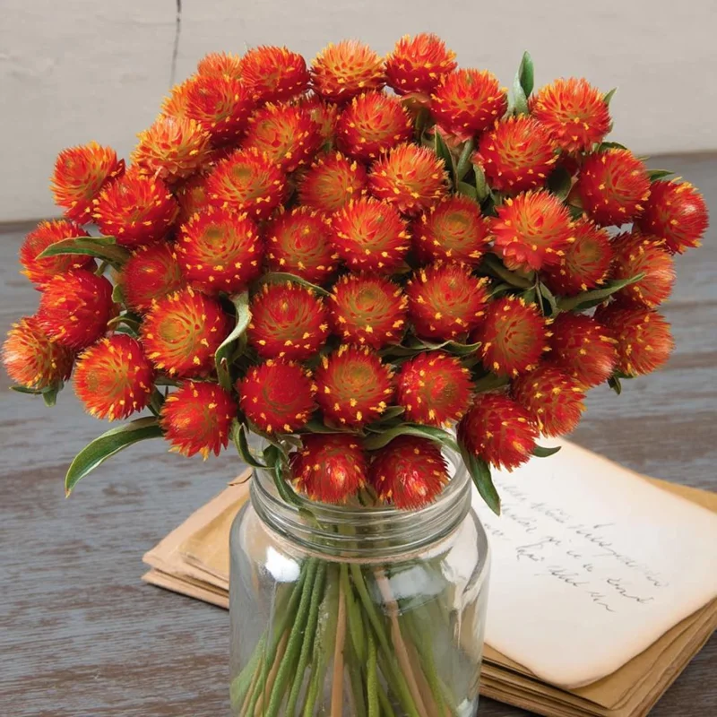 Strawberry Red Gomphrena Seeds - 25 Vibrant Globe-Shaped Blooms - Image 3