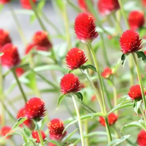Strawberry Red Gomphrena Seeds - 25 Vibrant Globe-Shaped Blooms - Image 4