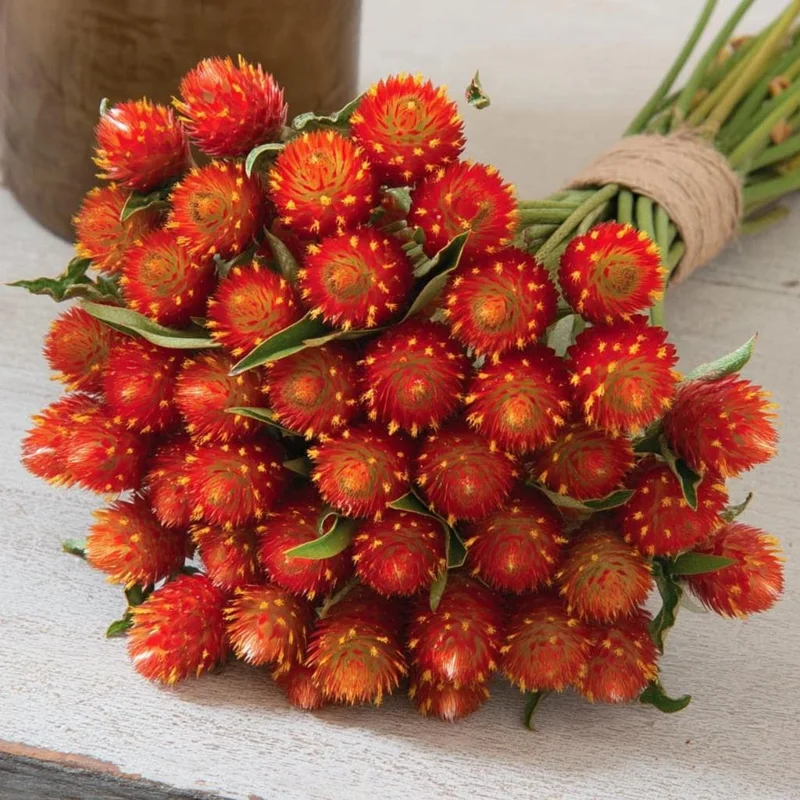 Strawberry Red Gomphrena Seeds - 25 Vibrant Globe-Shaped Blooms - Image 1