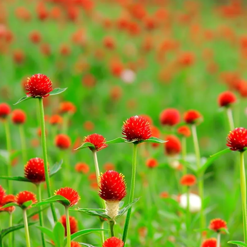 Strawberry Red Gomphrena Seeds - 25 Vibrant Globe-Shaped Blooms - Image 5