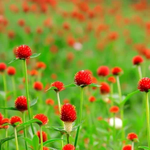 Strawberry Red Gomphrena Seeds - 25 Vibrant Globe-Shaped Blooms - Image 6