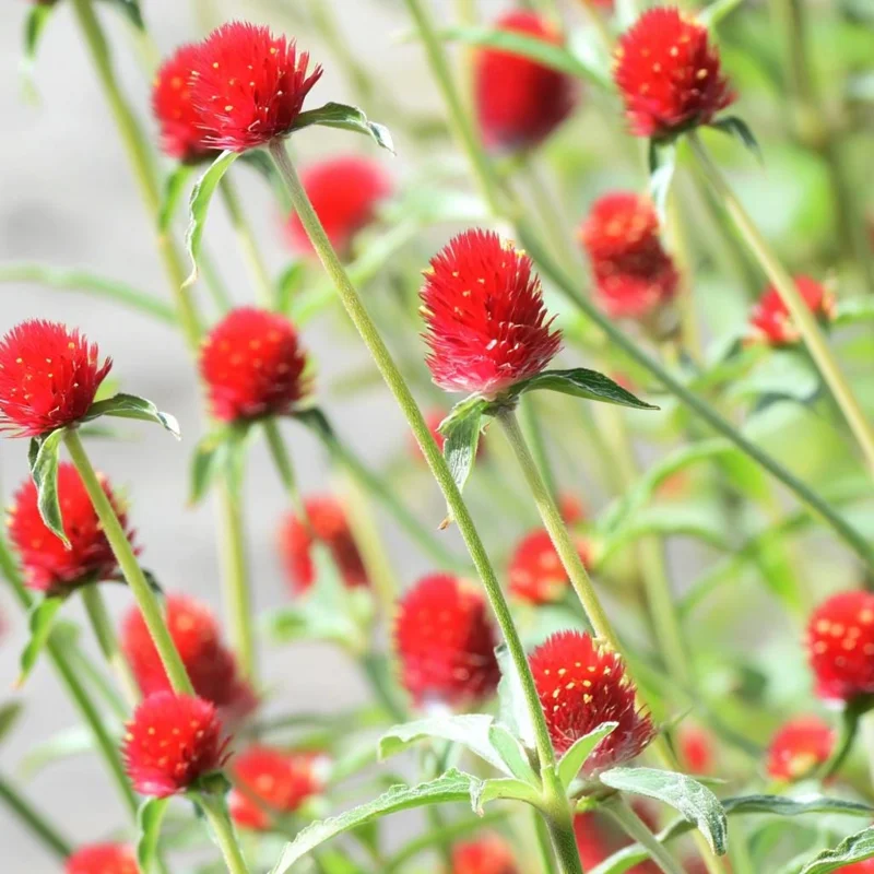Strawberry Red Gomphrena Seeds - 25 Vibrant Globe-Shaped Blooms - Image 7