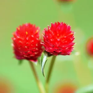 Strawberry Red Gomphrena Seeds - 25 Vibrant Globe-Shaped Blooms - Image 8