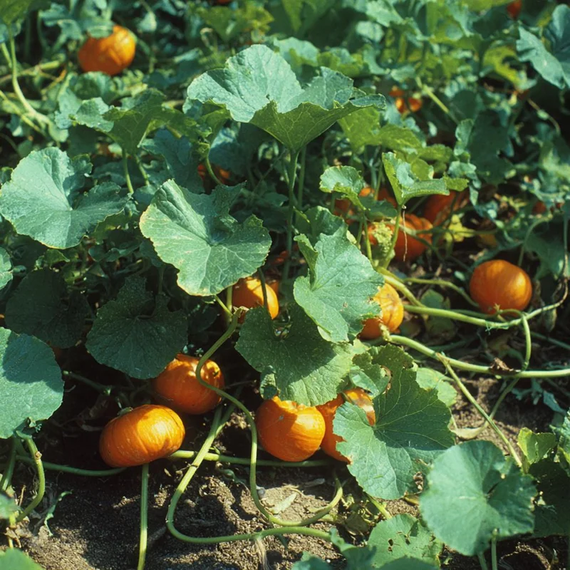 Sugar Pie Pumpkin Seeds – Heirloom Cucurbita pepo – 20 Seeds - Image 4