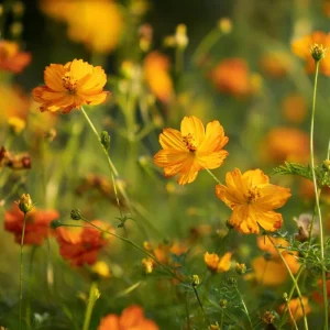 Sulphur Cosmos Seeds - Bright Lights Mix - 100 Seeds - Orange, Yellow & Red Blooms - Image 2