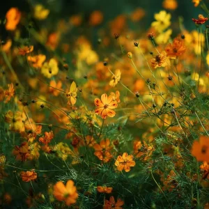 Sulphur Cosmos Seeds - Bright Lights Mix - 100 Seeds - Orange, Yellow & Red Blooms - Image 4