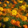Sulphur Cosmos Seeds - Bright Lights Mix - 100 Seeds - Orange, Yellow & Red Blooms - Image 1