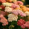 Summer Pastels Yarrow Seeds - Achillea Millefolium - 50 Count - Easy Care Outdoor - Image 1