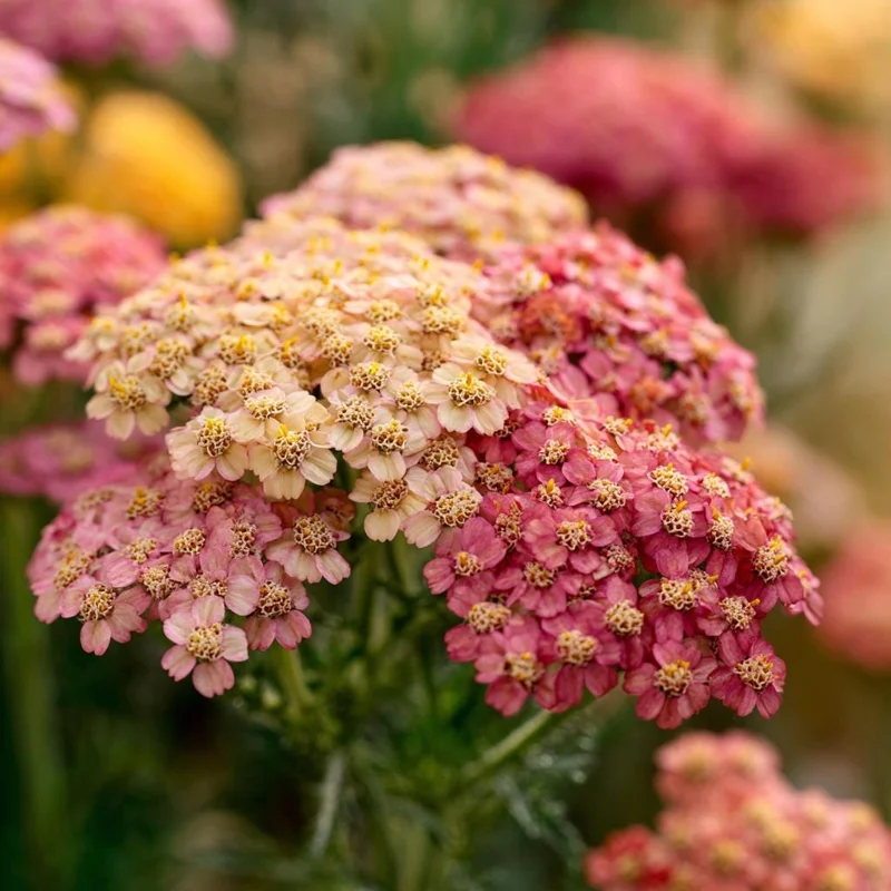 Summer Pastels Yarrow Seeds - Achillea Millefolium - 50 Count - Easy Care Outdoor - Image 3