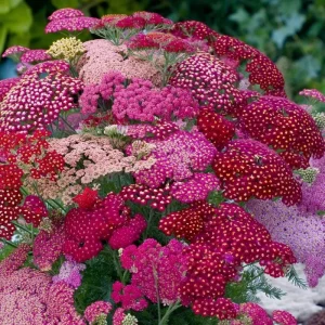 Summer Pastels Yarrow Seeds - Achillea Millefolium - 50 Count - Easy Care Outdoor - Image 4