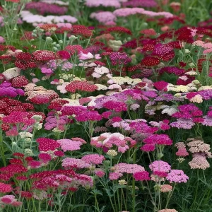 Summer Pastels Yarrow Seeds - Achillea Millefolium - 50 Count - Easy Care Outdoor - Image 5