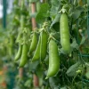 Super Sugar Snap Pea Seeds - High-Yield Climbing Variety (20 Seeds) - Image 1