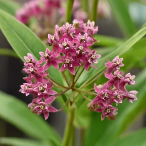 Swamp Milkweed Seeds - 50 Count Native Pollinator Plant for Gardens - Image 2
