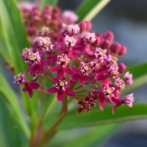 Swamp Milkweed Seeds - 50 Count Native Pollinator Plant for Gardens - Image 4