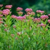 Swamp Milkweed Seeds - 50 Count Native Pollinator Plant for Gardens - Image 1