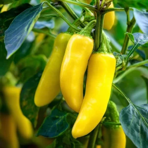 Sweet Banana Pepper Seeds - 25 Heirloom Mild Yellow Pepper Seeds for Gardens - Image 2