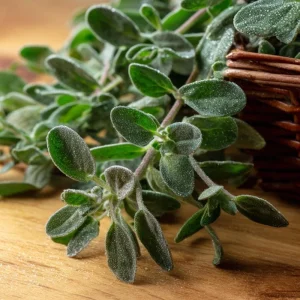 Sweet Marjoram Seeds – Origanum majorana – 150 Seeds – Culinary Heirloom Herb - Image 2