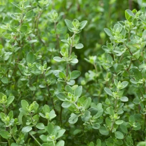 Sweet Marjoram Seeds – Origanum majorana – 150 Seeds – Culinary Heirloom Herb - Image 4