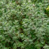 Sweet Marjoram Seeds – Origanum majorana – 150 Seeds – Culinary Heirloom Herb - Image 1