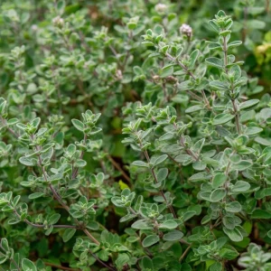 Sweet Marjoram Seeds – Origanum majorana – 150 Seeds – Culinary Heirloom Herb - Image 1