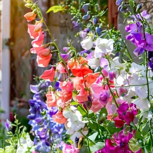 Sweet Pea Heirloom Mix Seeds - 25 Fragrant Lathyrus odoratus Seeds - Image 2