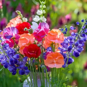 Sweet Pea Heirloom Mix Seeds - 25 Fragrant Lathyrus odoratus Seeds - Image 3
