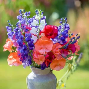 Sweet Pea Heirloom Mix Seeds - 25 Fragrant Lathyrus odoratus Seeds - Image 4