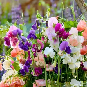 Sweet Pea Heirloom Mix Seeds - 25 Fragrant Lathyrus odoratus Seeds - Image 5
