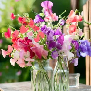 Sweet Pea Heirloom Mix Seeds - 25 Fragrant Lathyrus odoratus Seeds - Image 6